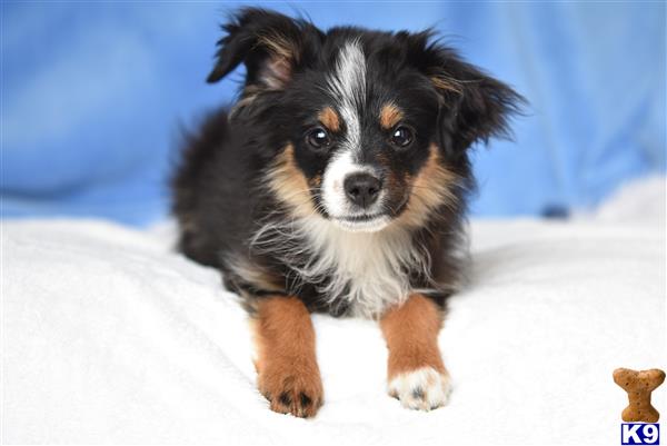 Miniature Australian Shepherd