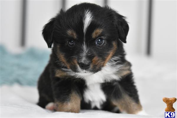 Miniature Australian Shepherd