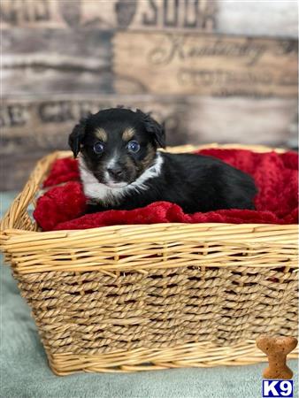 Miniature Australian Shepherd