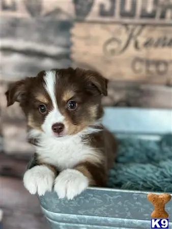 Miniature Australian Shepherd
