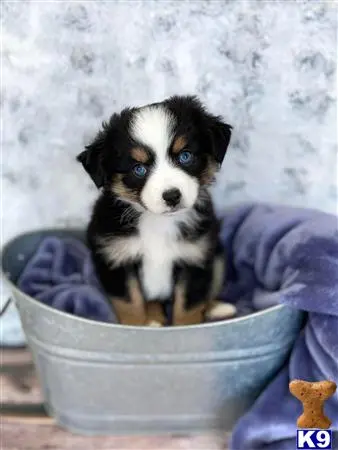 Miniature Australian Shepherd