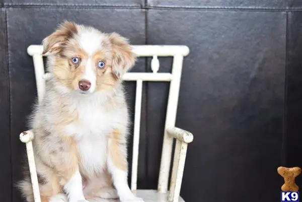 Miniature Australian Shepherd
