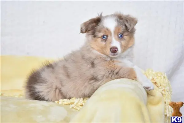 Miniature Australian Shepherd puppy for sale