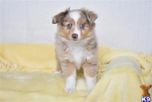 Miniature Australian Shepherd puppy for sale