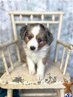 australian shepherd puppy posted by MelindaLu