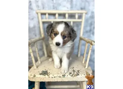 Australian Shepherd