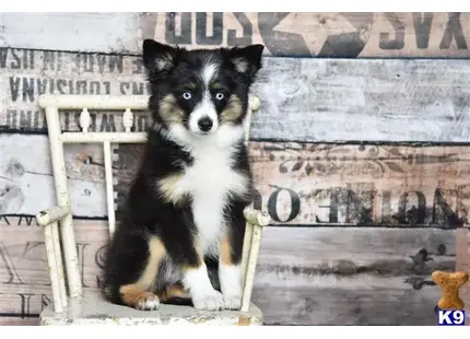 Australian Shepherd