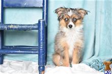 australian shepherd puppy posted by MelindaLu