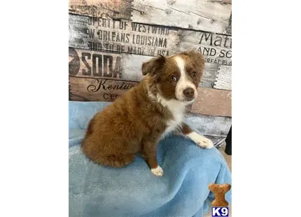 Australian Shepherd