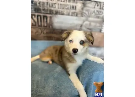 Australian Shepherd