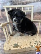australian shepherd puppy posted by MelindaLu
