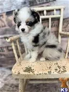 Australian Shepherd