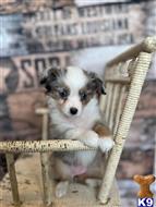 australian shepherd puppy posted by MelindaLu