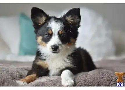Australian Shepherd