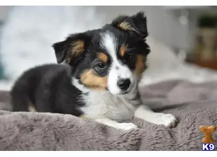 Australian Shepherd