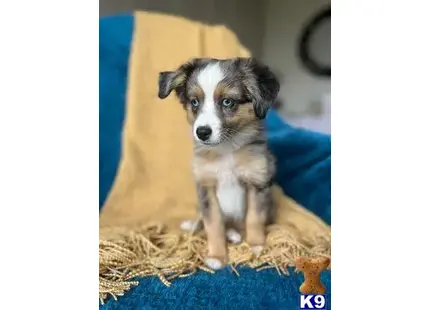 Australian Shepherd