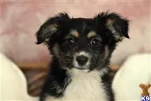 Australian Shepherd