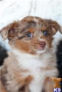 miniature australian shepherd puppy posted by MelindaLu
