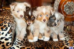 miniature australian shepherd puppy posted by MelindaLu