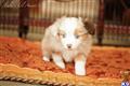 Miniature Australian Shepherd