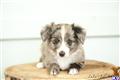 miniature australian shepherd puppy posted by MelindaLu