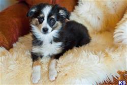 miniature australian shepherd puppy posted by MelindaLu