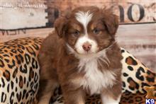 miniature australian shepherd puppy posted by MelindaLu