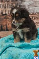 miniature australian shepherd puppy posted by MelindaLu