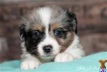 miniature australian shepherd puppy posted by MelindaLu