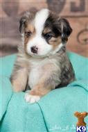 miniature australian shepherd puppy posted by MelindaLu