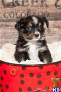 miniature australian shepherd puppy posted by MelindaLu