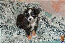 miniature australian shepherd puppy posted by MelindaLu
