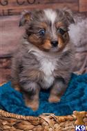miniature australian shepherd puppy posted by MelindaLu