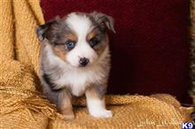miniature australian shepherd puppy posted by MelindaLu