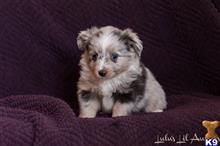 miniature australian shepherd puppy posted by MelindaLu