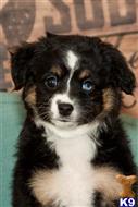 miniature australian shepherd puppy posted by MelindaLu