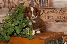 miniature australian shepherd puppy posted by MelindaLu