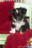 miniature australian shepherd puppy posted by MelindaLu