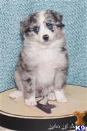 miniature australian shepherd puppy posted by MelindaLu