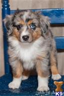 miniature australian shepherd puppy posted by MelindaLu