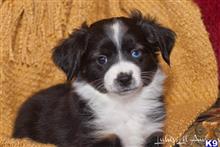 miniature australian shepherd puppy posted by MelindaLu