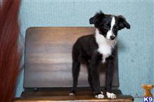 miniature australian shepherd puppy posted by MelindaLu