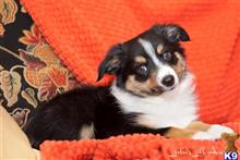 miniature australian shepherd puppy posted by MelindaLu