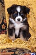 miniature australian shepherd puppy posted by MelindaLu