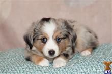 miniature australian shepherd puppy posted by MelindaLu
