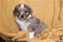 miniature australian shepherd puppy posted by MelindaLu