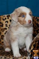 miniature australian shepherd puppy posted by MelindaLu