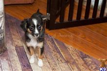 miniature australian shepherd puppy posted by MelindaLu