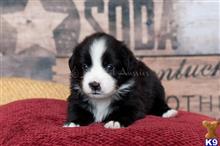 miniature australian shepherd puppy posted by MelindaLu