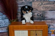 miniature australian shepherd puppy posted by MelindaLu